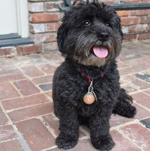 Meet your Posher, Carlisle